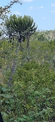Euphorbia confinalis