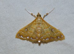 Pagyda lustralis