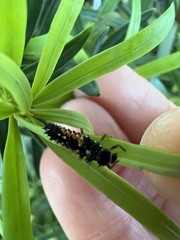 Harmonia axyridis