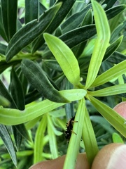 Harmonia axyridis