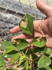 Pterygota