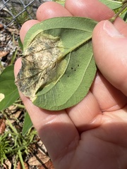 Pterygota