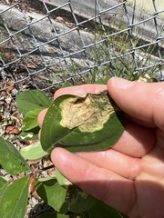 Pterygota