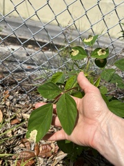Pterygota