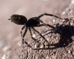 Nurscia albomaculata