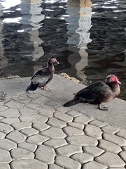 Cairina moschata domestica