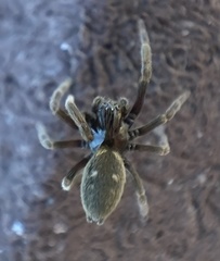 Nurscia albomaculata