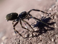 Nurscia albomaculata