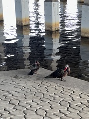 Cairina moschata domestica