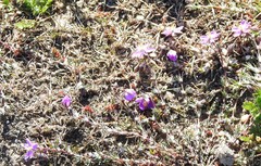 Spergularia purpurea