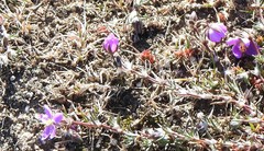 Spergularia purpurea