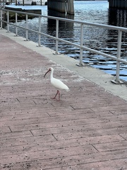 Eudocimus albus