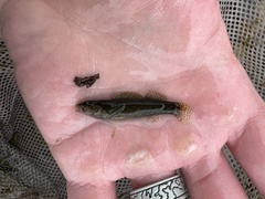 Etheostoma maculatum