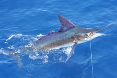 Striped Marlin photo 5