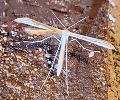Hellinsia paleaceus