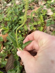 Tridax procumbens