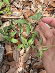 Tridax procumbens