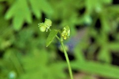 Ranunculus hebecarpus