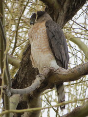 Accipiter cooperii