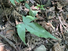 Tectaria polymorpha