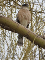 Accipiter cooperii