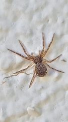 Pulchellodromus bistigma