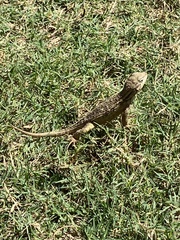 Leiocephalus carinatus