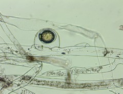 Vaucheria pseudaversa