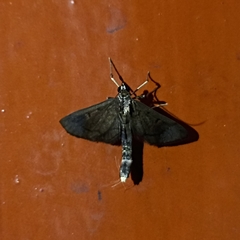 Almonia