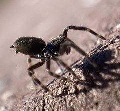 Nurscia albomaculata