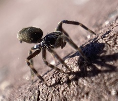 Nurscia albomaculata