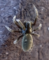 Nurscia albomaculata