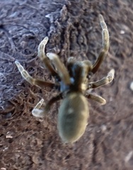 Nurscia albomaculata