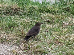 Turdus merula