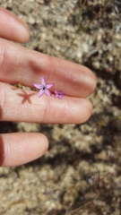 Gilia tenuiflora