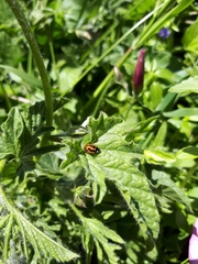 Coccinella miranda