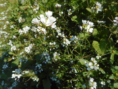 Diplotaxis erucoides