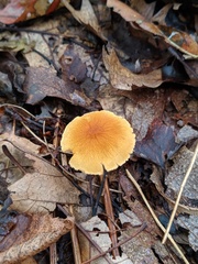 Cystoderma amianthinum rugosoreticulatum