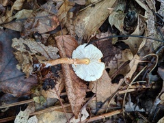 Cystoderma amianthinum rugosoreticulatum