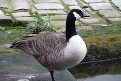 Branta canadensis