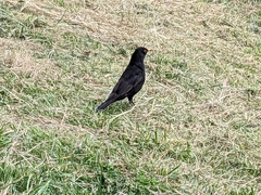 Turdus merula