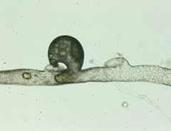Vaucheria pseudaversa