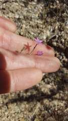 Gilia tenuiflora