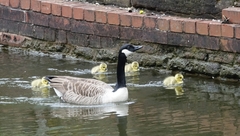 Branta canadensis