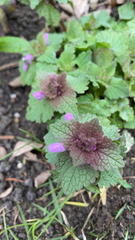 Lamium purpureum