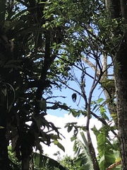 Pteroglossus torquatus