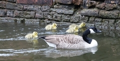 Branta canadensis