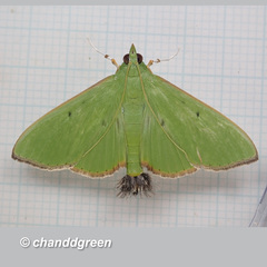 Parotis punctiferalis