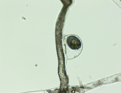 Vaucheria pseudaversa