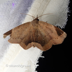 Psimada quadripennis